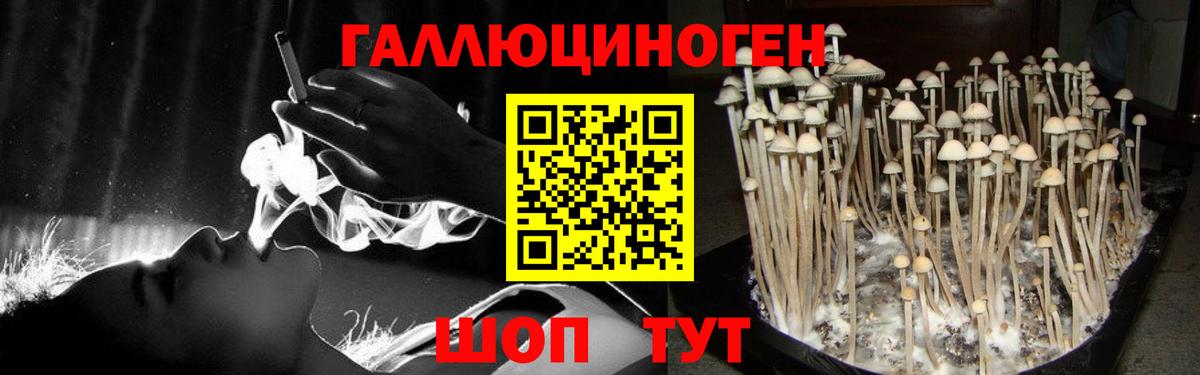 Псилоцибиновые грибы Psilocybine cubensis Кимовск